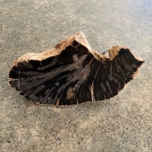 🌲 Western Decor Blue Forest Petrified Wood Crystal Specimen Eden Valley, NWOT